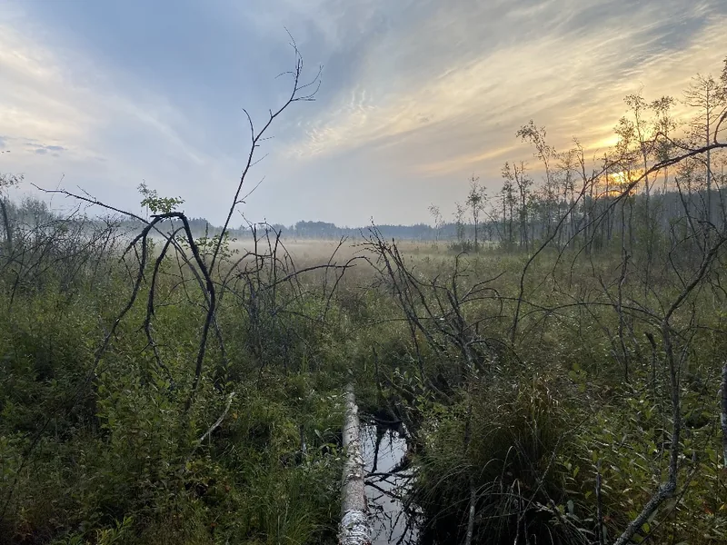 Marsh at dusk — cover of Some demo sounds