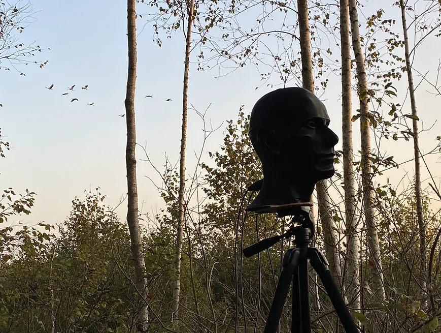 Binaural microphone on a tripod in a birch forest with birds in the sky