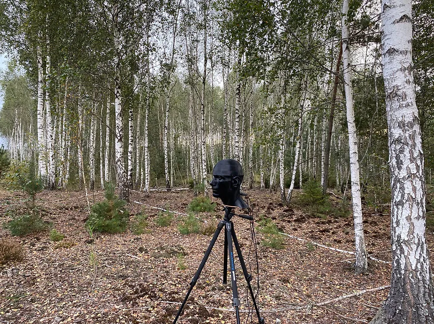 Binaural microphone on a tripod in a birch forest